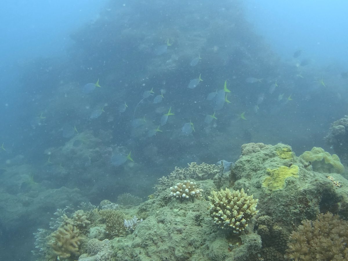 Staghorn coral and damselfish