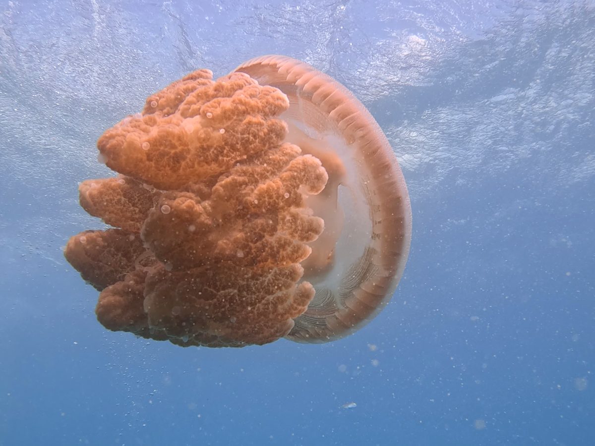 A jellyfish, the Whitsundays